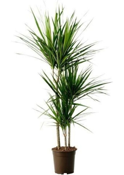 Madagaskar Dragon Ağacı Dracaena Marginata