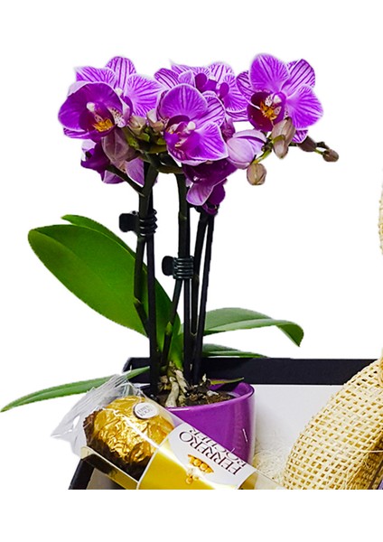 Daisy Orkide Lavanta ve Çikolata & Canlı Orkide Çiçeği Özel Gün Lavanta Buketi Hediyesi