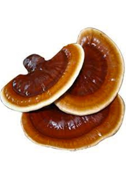 Tohumcu Kikizade Reishi Ganoderma Lingzhi Mantar Tohumu + 5000 Adet