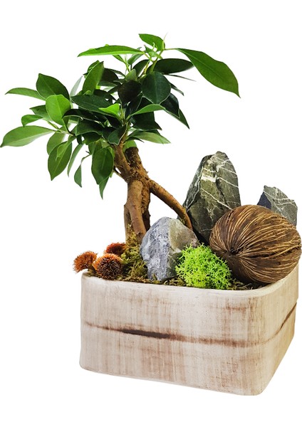 Omiya Bonsai & Beton Saksıda Canlı Iç Mekan Bitkileri Salon Cicegi Budanabilir Bonsai Sanatı