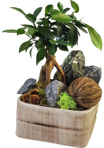 Omiya Bonsai & Beton Saksıda Canlı Iç Mekan Bitkileri Salon Cicegi Budanabilir Bonsai Sanatı