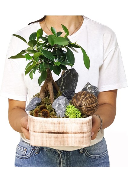 Omiya Bonsai & Beton Saksıda Canlı Iç Mekan Bitkileri Salon Cicegi Budanabilir Bonsai Sanatı