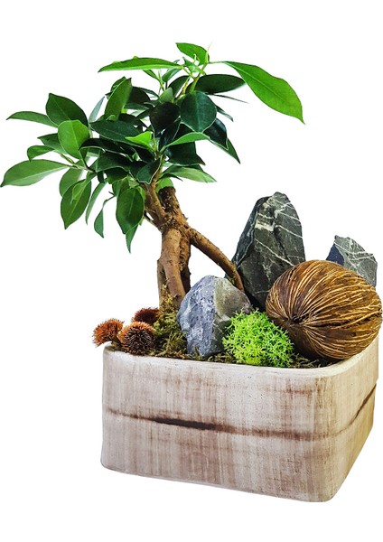 Omiya Bonsai & Beton Saksıda Canlı Iç Mekan Bitkileri Salon Cicegi Budanabilir Bonsai Sanatı