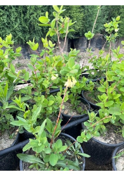 Saksıda Meyve Veren Honeyberry (Bal Yemişi) Fidan Yaş 2 Boy 50-70 cm