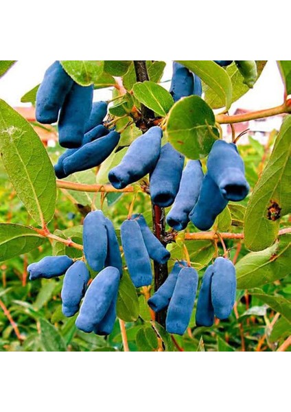 Saksıda Meyve Veren Honeyberry (Bal Yemişi) Fidan Yaş 2 Boy 50-70 cm
