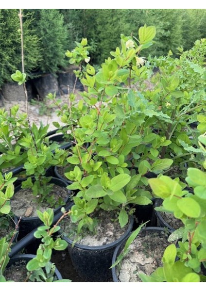 Saksıda Meyve Veren Honeyberry (Bal Yemişi) Fidan Yaş 2 Boy 50-70 cm