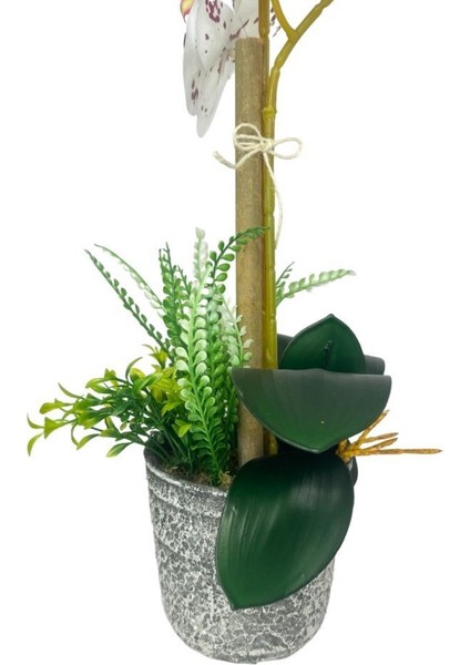 Yapay Çiçek 2li Benekli Bordo Islak Orkide Seramik Saksıda Orkide 60CM