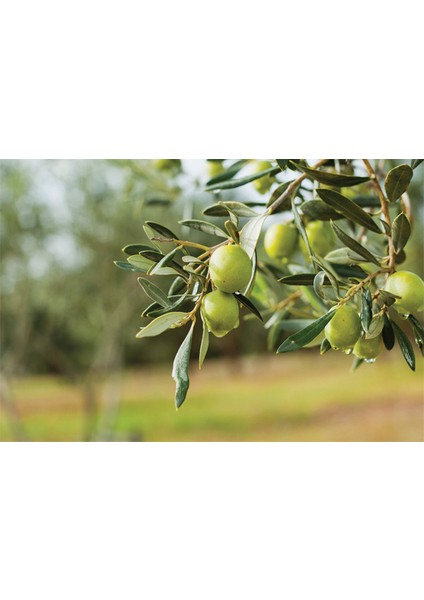 425CC Sofralık Zeytin Salatası