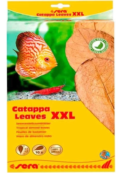 Catappa Yaprağı XXL 32 Cm