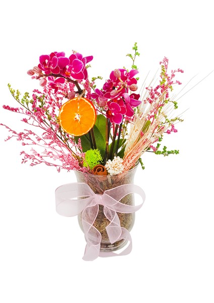 Bahar Dalı Mini Phalaenopsis Orkide & Cam Vazoda Zarif Ev Ofis Salon Bitkisi Canlı