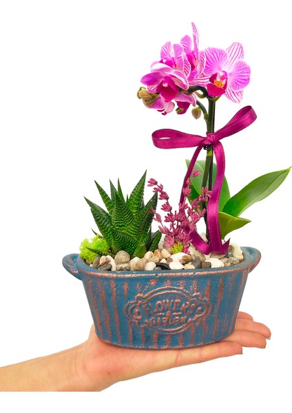 Miss Me Orkide & Kayık Flower Beton Saksıda Orkide Çiçeği Howartia Sukulent Iç Mekan Bitkileri fiyatları