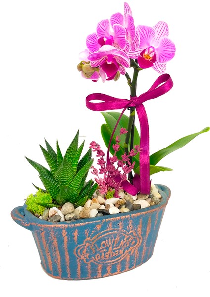 Miss Me Orkide & Kayık Flower Beton Saksıda Orkide Çiçeği Howartia Sukulent Iç Mekan Bitkileri modelleri