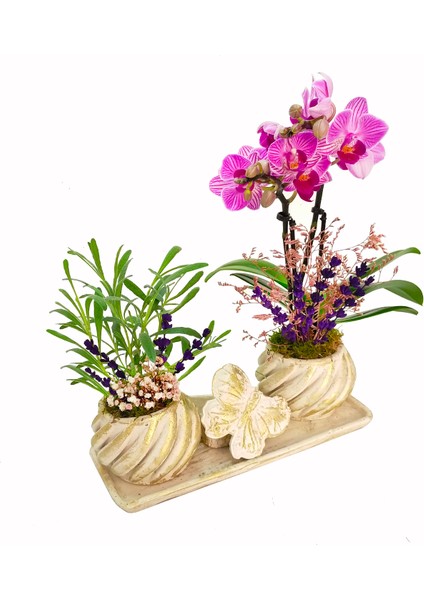 Cream Butterfly Serisi Phalaenopsis Orkide ve Canlı Lavanta Yüzük Kutulu Canlı Bitki Çiçek Hediye