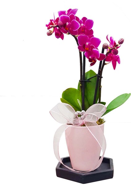 Çiçek Seli Pink Lovely Phalaenopsis Orkide & Mini Orkide Çiçeği Zarif Tasarım Hediye Anneye Sevgiliye