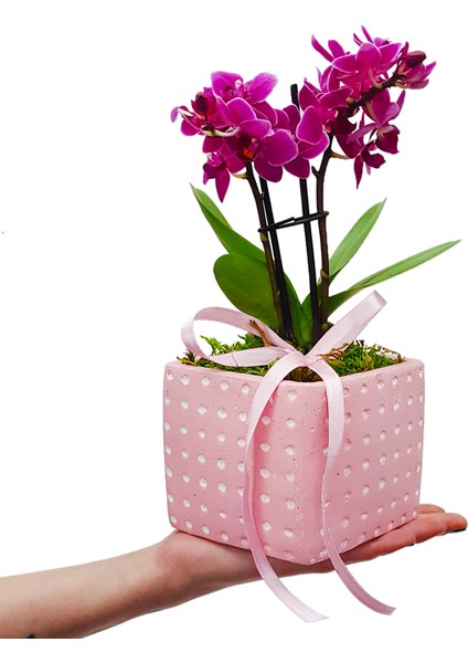 Lady Orkide & Pembe Puantiyeli Beton Saksıda Orkide Çiçeği Hediye Tasarımı Iç Mekan Bitkileri