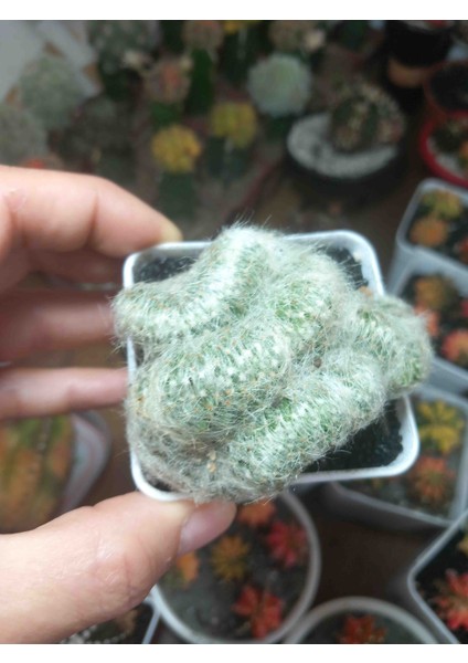 Kaktus Mamılera Crıstat fırsatları