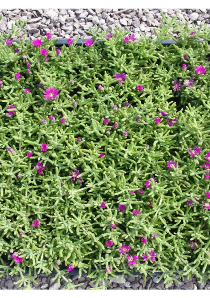 Acem Halısı Yer Örtücü Mezem Çiçeği 3 Adet Bahçe Peyzaj Seti modelleri