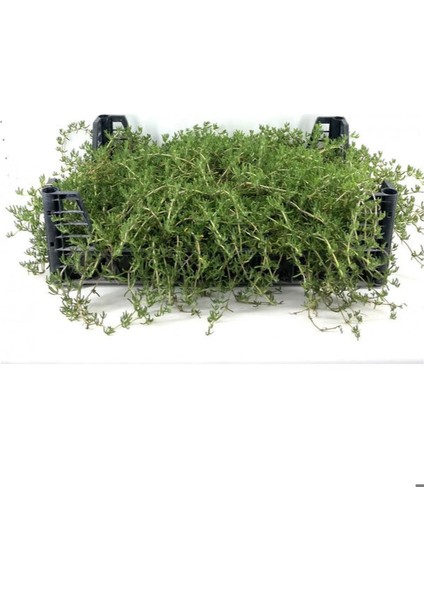 Acem Halısı Mezem Çiçeği 15 Adet Viyolde Yer Örtücü Bahçe Peyzaj Çiçeği