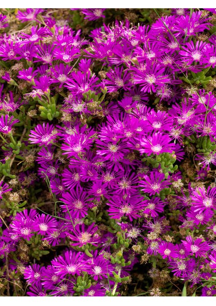 Acem Halısı Mezem Çiçeği 15 Adet Viyolde Yer Örtücü Bahçe Peyzaj Çiçeği fiyatları