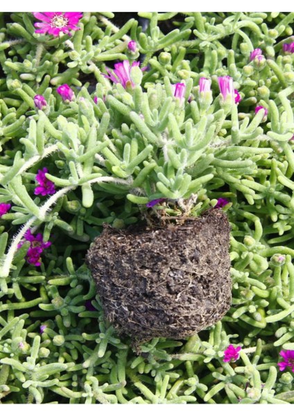 Mezarlık Üstüne Uygun Yer Örtücü Mezem Çiçeği 48 Adet Viyolde Peyzaj Bitkisi fiyatları