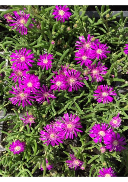 Mezarlık Üstüne Uygun Yer Örtücü Mezem Çiçeği 48 Adet Viyolde Peyzaj Bitkisi modelleri