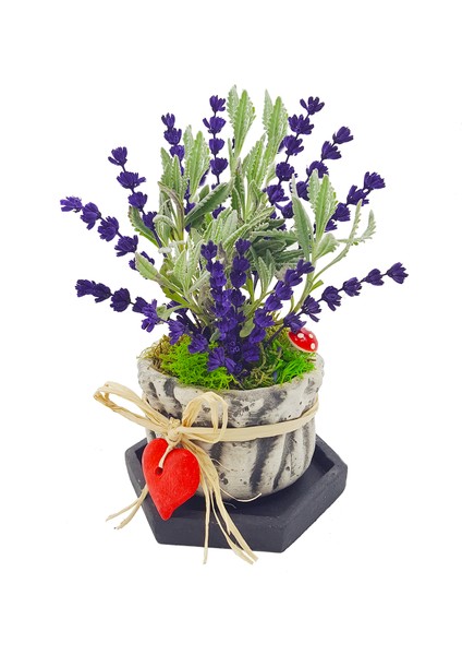 Fragrant Lavanta & Beton Büzgülü Saksıda Canlı Kuru Canlı Bitki Hediye Çiçek Salon Bitkisi