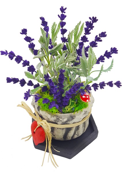 Fragrant Lavanta & Beton Büzgülü Saksıda Canlı Kuru Canlı Bitki Hediye Çiçek Salon Bitkisi