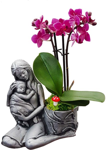 Statue Grey Serisi Phalaenopsis Orkide & Anne Çoçuk Saksıda Orkide Çiçeği Anneye Canlı Bitki