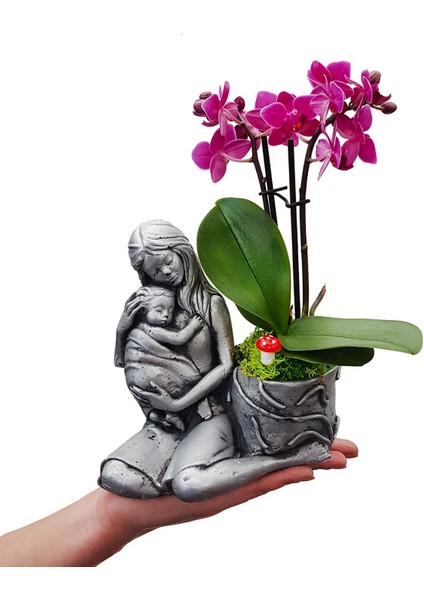 Statue Grey Serisi Phalaenopsis Orkide & Anne Çoçuk Saksıda Orkide Çiçeği Anneye Canlı Bitki