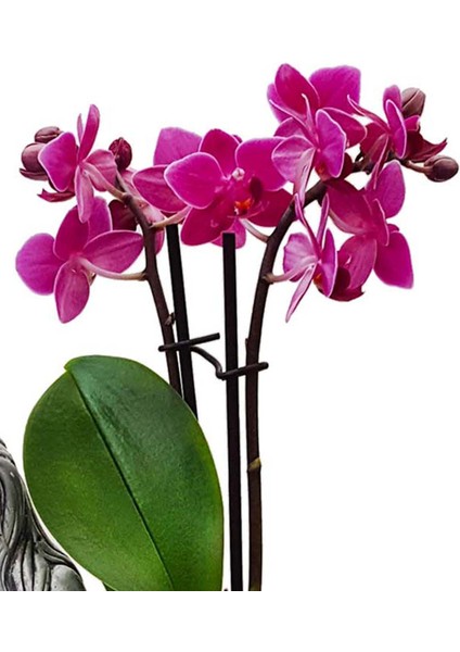 Statue Grey Serisi Phalaenopsis Orkide & Anne Çoçuk Saksıda Orkide Çiçeği Anneye Canlı Bitki