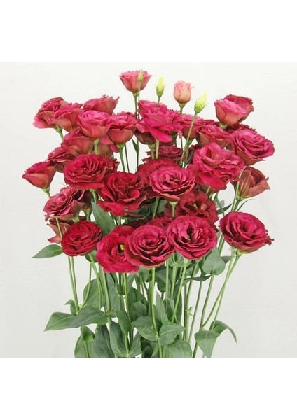 Tacir Depo Katmerli Advantage Red Lisianthus Çiçeği Fidesi (10 Adet)