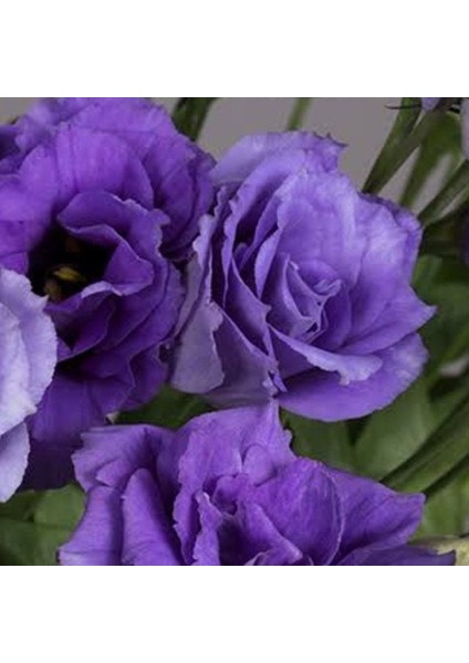 Tacir Depo Katmerli Herous Lisianthus Çiçeği Fidesi (3 Adet)