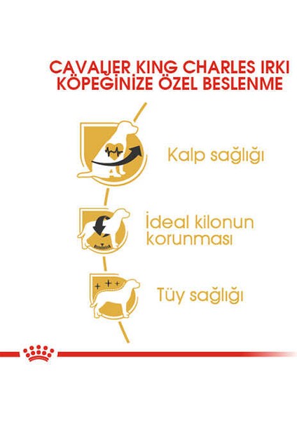 Cavalier King Charles Yetişkin Köpek Maması 1,5 kg modelleri