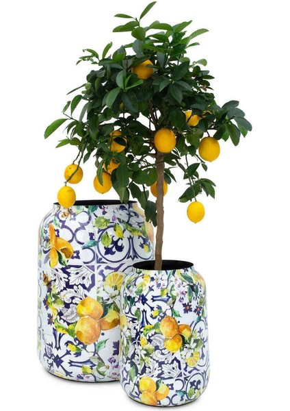 Lemon Fusion L Saksı fiyatları