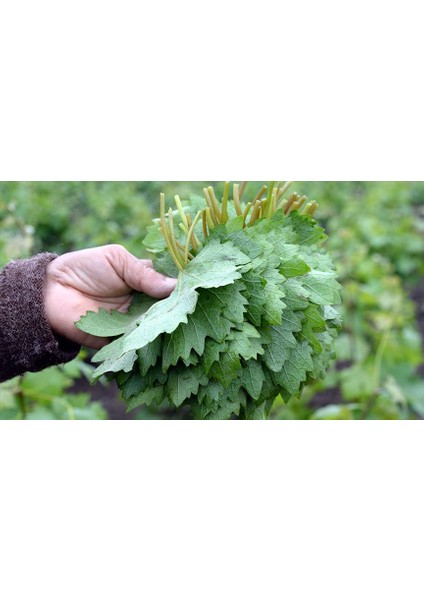 1500 gram Erbaa Narince Bağ Yaprağı Koli fırsatları