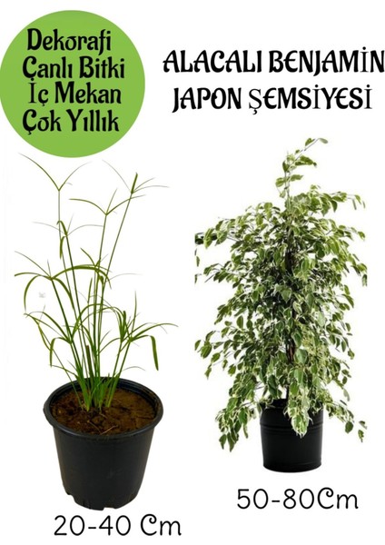 Japon Şemsiyesi 1 Adet Saksılı+ Alacalı Benjamin Bitkisi 1 Adet Saksılı Salon Bitkisi