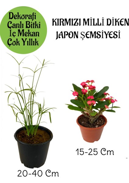 Japon Şemsiyesi 1 Adet Saksılı+Kırmızı Milii Dikenler Tacı1 Adet Saksılı Salon Bitkisi