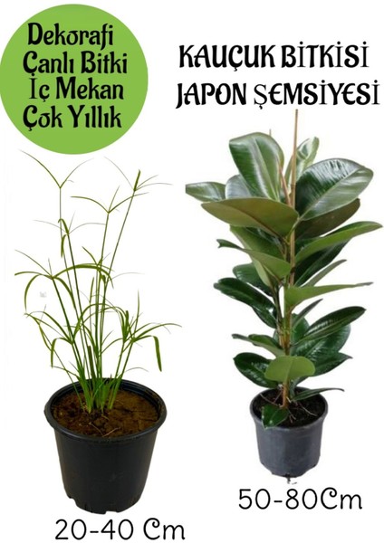 Japon Şemsiyesi 1 Adet Saksılı+Yeşil Kauçuk Bitkisi1 Adet Saksılı Salon Seti