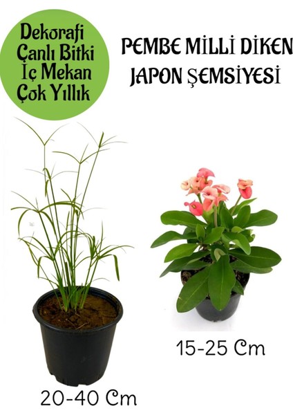 Japon Şemsiyesi 1 Adet Saksılı+Pembe Milii Dikenler Tacı1 Adet Saksılı Salon Bitkisi