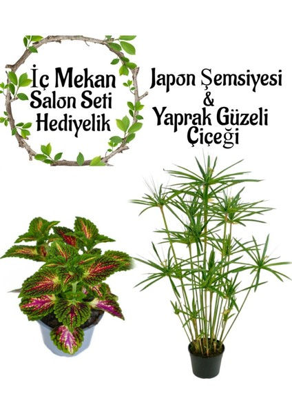 Japon Şemsiyesi (40-60CM)1 Adet Saksılı+Yaprak Güzeli Çiçeği 1 Adet Saksılı Salon Seti