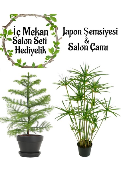 Japon Şemsiyesi (40-60CM)1 Adet Saksılı+Salon Çamı(30-40)Cm 1 Adet Saksılı