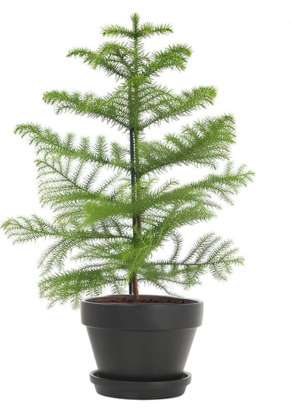 Japon Şemsiyesi (40-60CM)1 Adet Saksılı+Salon Çamı(30-40)Cm 1 Adet Saksılı