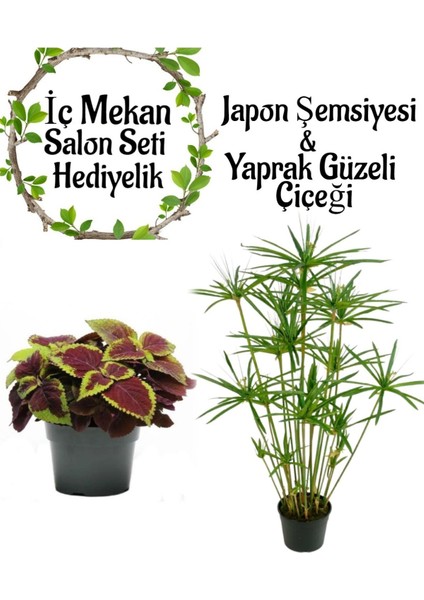 Japon Şemsiyesi(40-60)Cm 1 Adet Saksılı+Dolgun Yaprak Güzeli Çiçeği1 Adet Saksılı