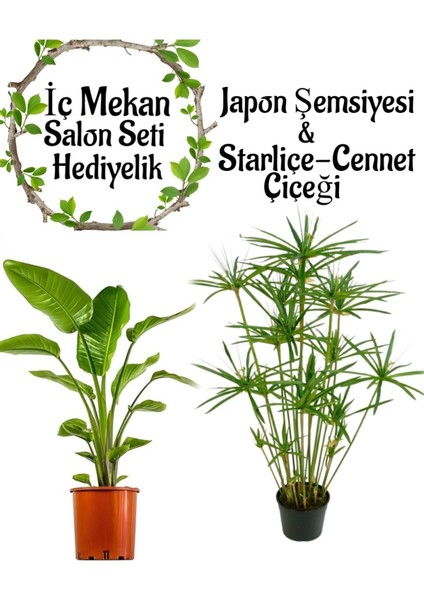 Japon Şemsiyesi(40-60)Cm 1 Adet Saksılı+Starliçe ÇIÇEĞI(50-60CM)1 Adet Saksılı
