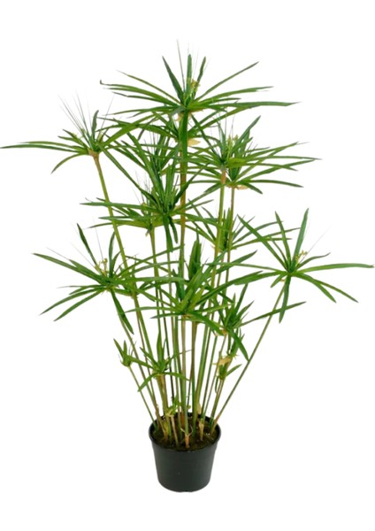 Japon Şemsiyesi(40-60)Cm 1 Adet Saksılı+Starliçe ÇIÇEĞI(50-60CM)1 Adet Saksılı