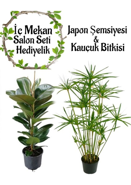 Japon Şemsiyesi(40-60)Cm 1 Adet Saksılı+Kauçuk Bitkisi (50-70CM)1 Adet Saksılı
