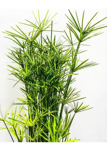 Salon Dekor Bitkisi Japon Şemsiyesi 1 Adet Saksıl (20-40)Cm (Cyperus Alternifolius) fiyatları