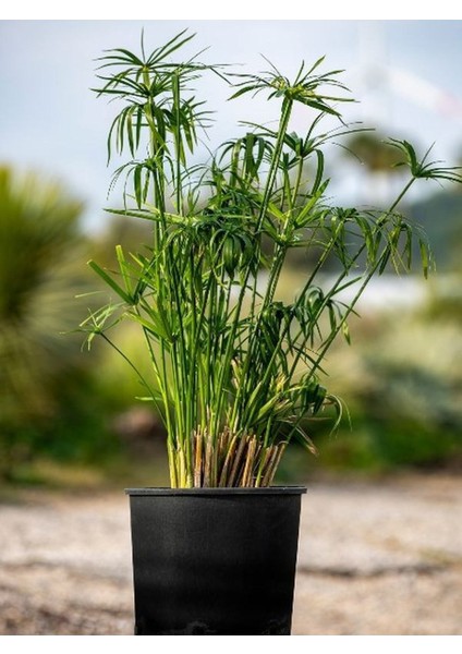 Salon Dekor Bitkisi Japon Şemsiyesi 1 Adet Saksıl (20-40)Cm (Cyperus Alternifolius) modelleri