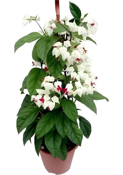 Serada Decor Plant Japon Şemsiyesi (40-60 cm)1 Adet Saksılı+Kızılay Çiçeği 1 Adet Saksılı Salon Seti