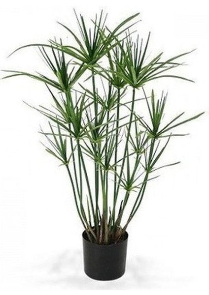 Parlak Yapraklı Japon Şemsiyesi Bitkisi 1 Adet Saksılı 40-60 cm (Cyperus Alternifolius)
